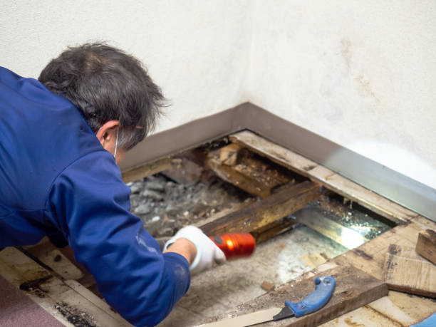 Best Water Damage Restoration  in Sebastopol, CA