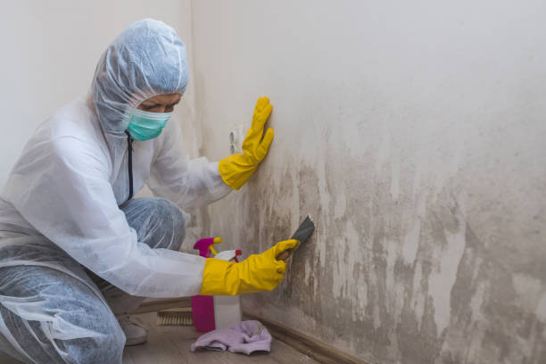 Best Commercial Mold Removal  in Sebastopol, CA