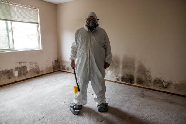 Best Certified Mold Removal  in Sebastopol, CA