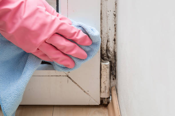 Best Toxic Mold Removal  in Sebastopol, CA