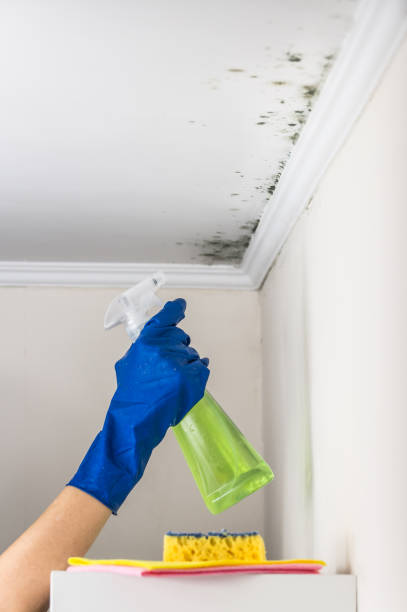 Best Emergency Mold Removal  in Sebastopol, CA